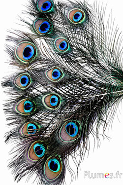 Pauw blauw miniatuur - 15-25 cm - natuurlijk